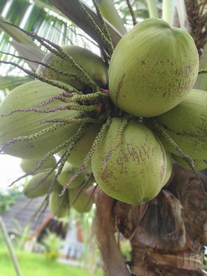 Coconut Gili Meno Hotel Exterior photo
